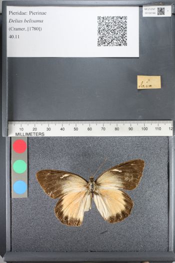 Media type: image;   Entomology 130146
